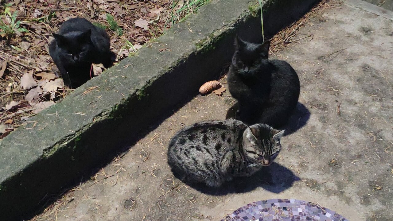 Гостиница Фламинго Светлогорск-175