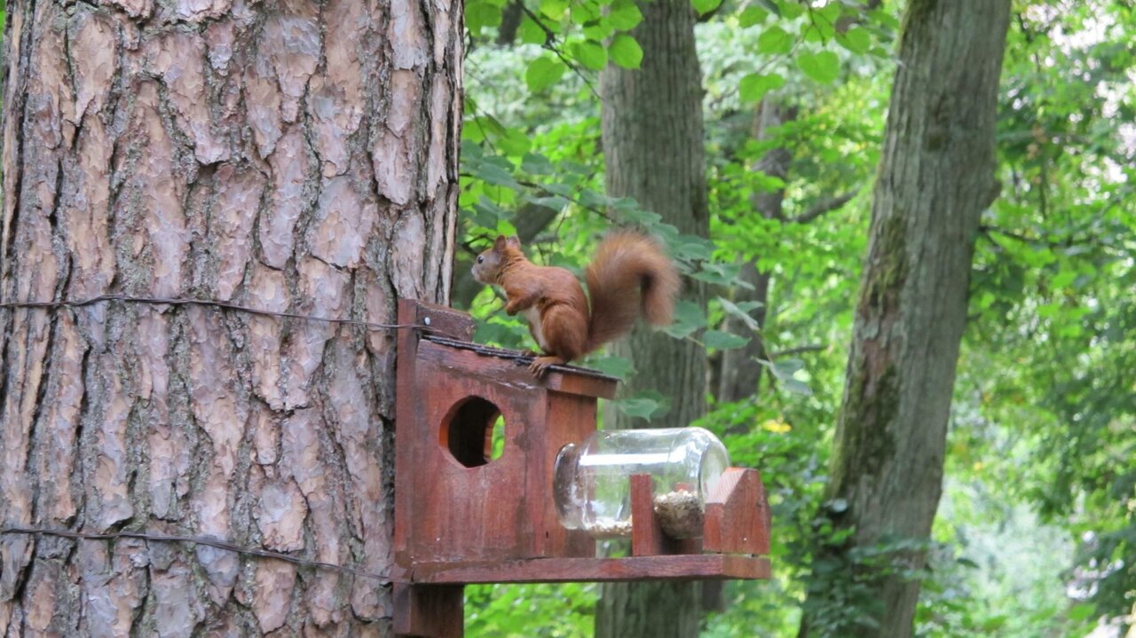 Гостиница Фламинго Светлогорск-52