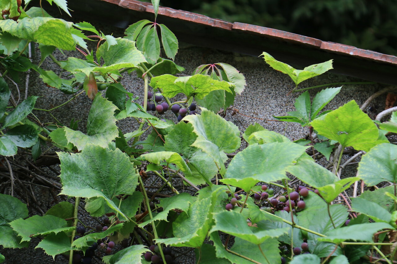 Гостиница Фламинго Светлогорск-188