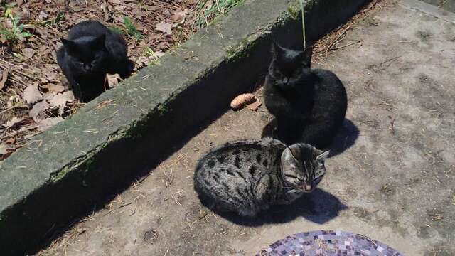 Гостиница Фламинго Светлогорск-174