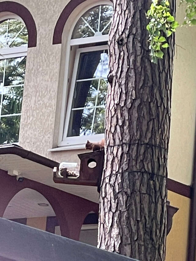 Гостиница Фламинго Светлогорск-199