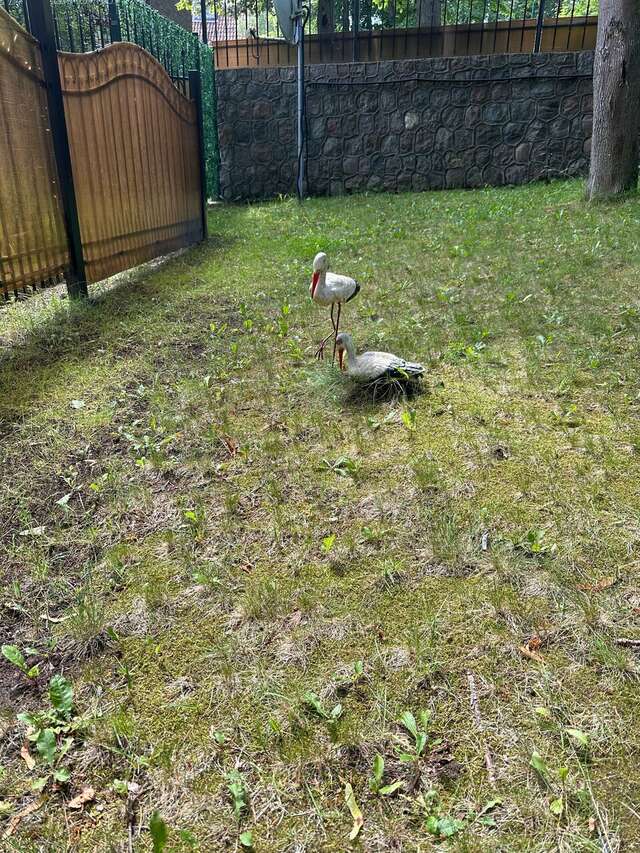 Гостиница Фламинго Светлогорск-164