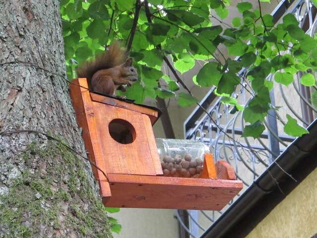 Гостиница Фламинго Светлогорск-39