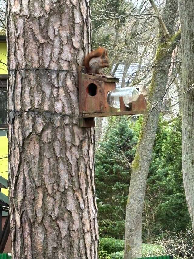 Гостиница Фламинго Светлогорск-246